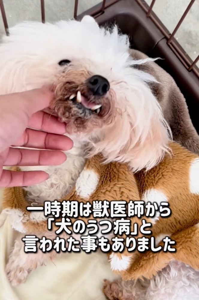 ケージの中のショコタン