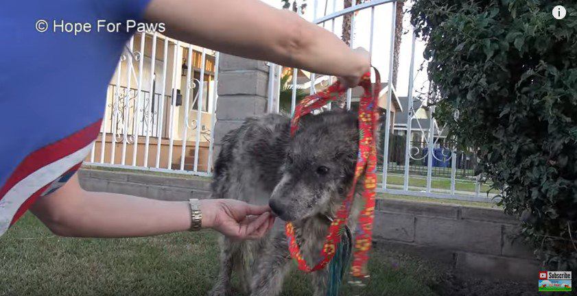 ひもをかけられる犬