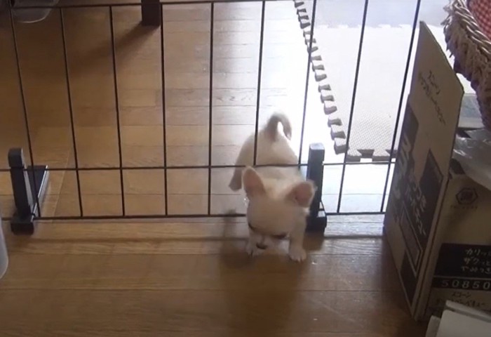 フェンスをくぐる犬