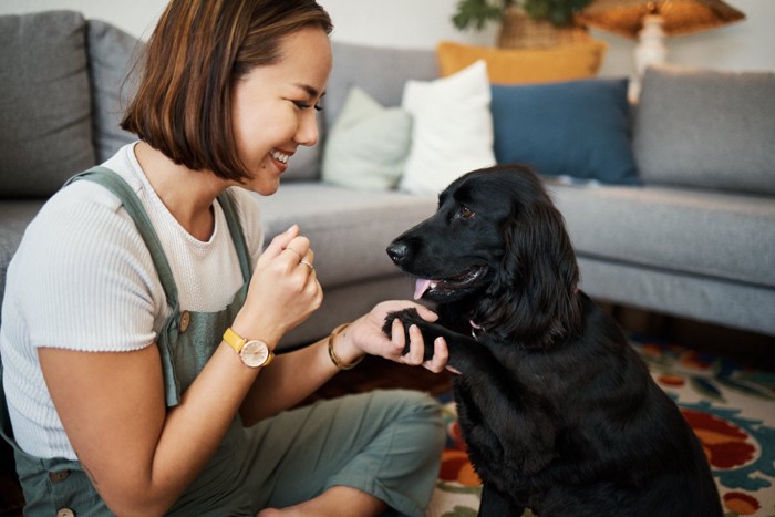 お手する犬