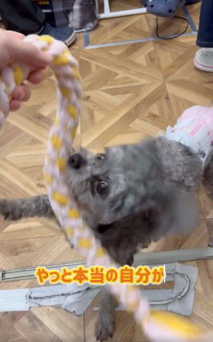 おもちゃで遊ぶレモンちゃん