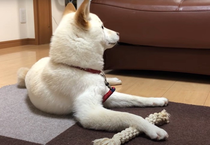 オモチャに前足を乗せて遠くを伺う犬