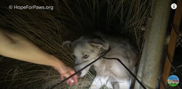 手のにおいを嗅ぐ犬