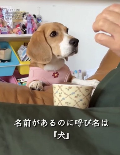 人を見つめる犬