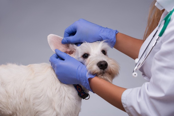 病院でチェックされる犬