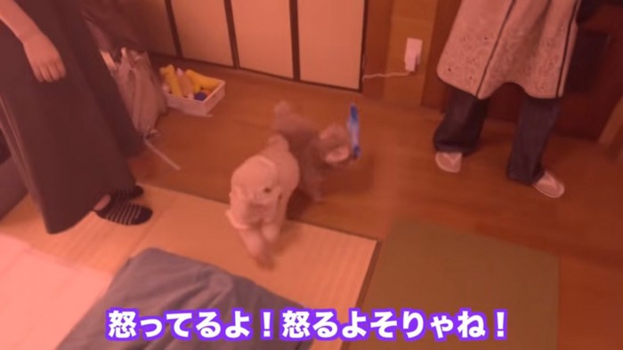 ガチギレする虎太郎くん
