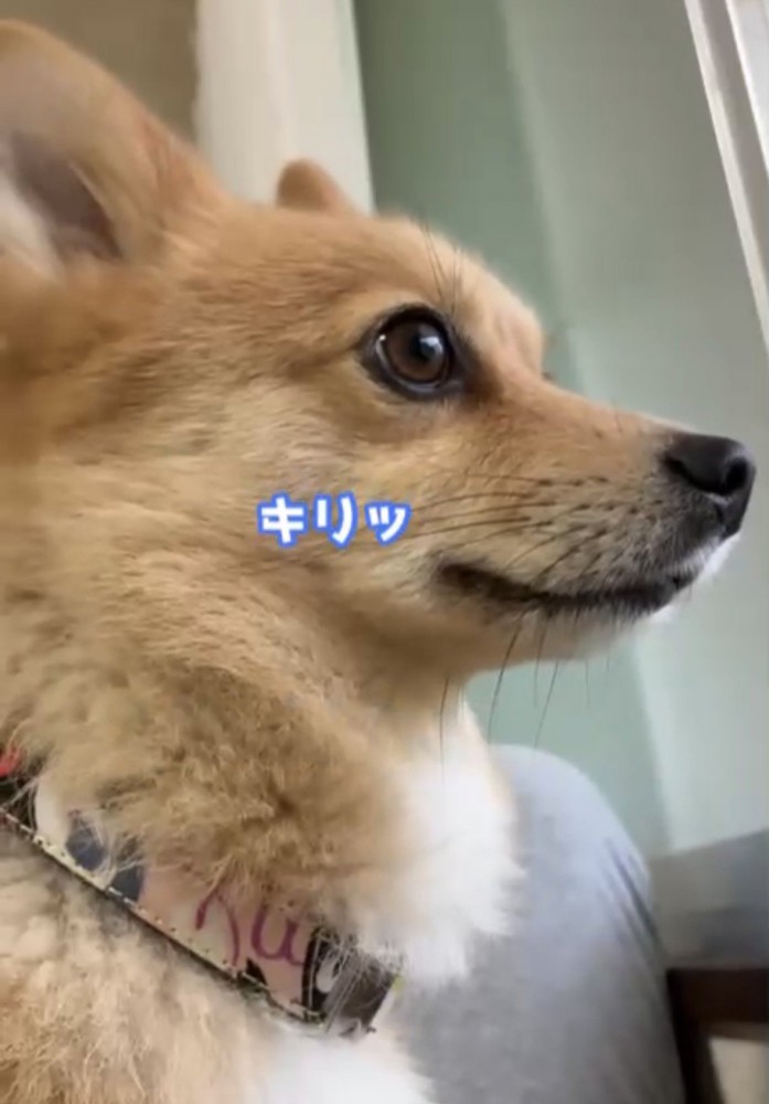 外を見張る犬