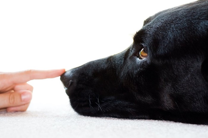 犬の鼻に置かれた人の指