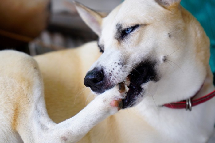 足を噛む中型犬