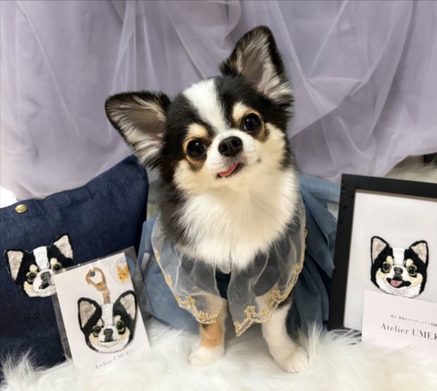 犬オタク