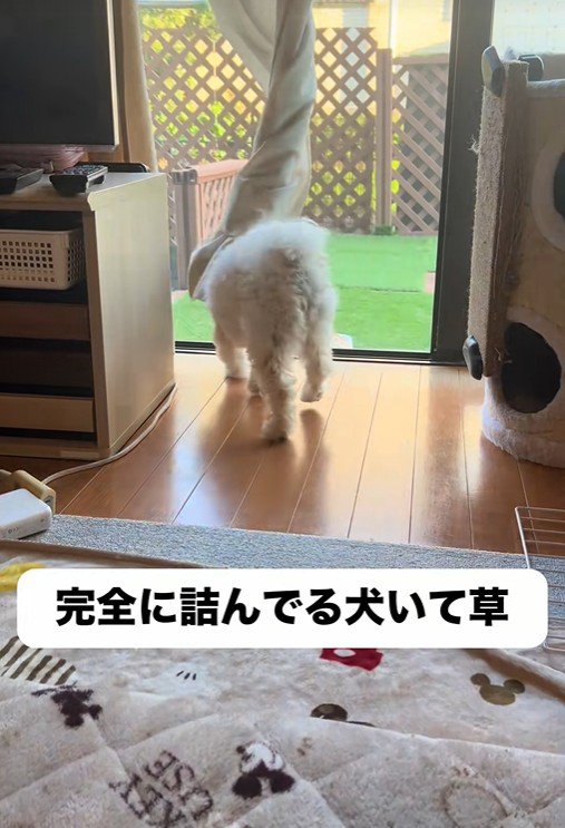 窓の方へトコトコ…