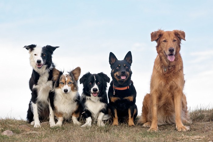 お座りしている5匹の犬