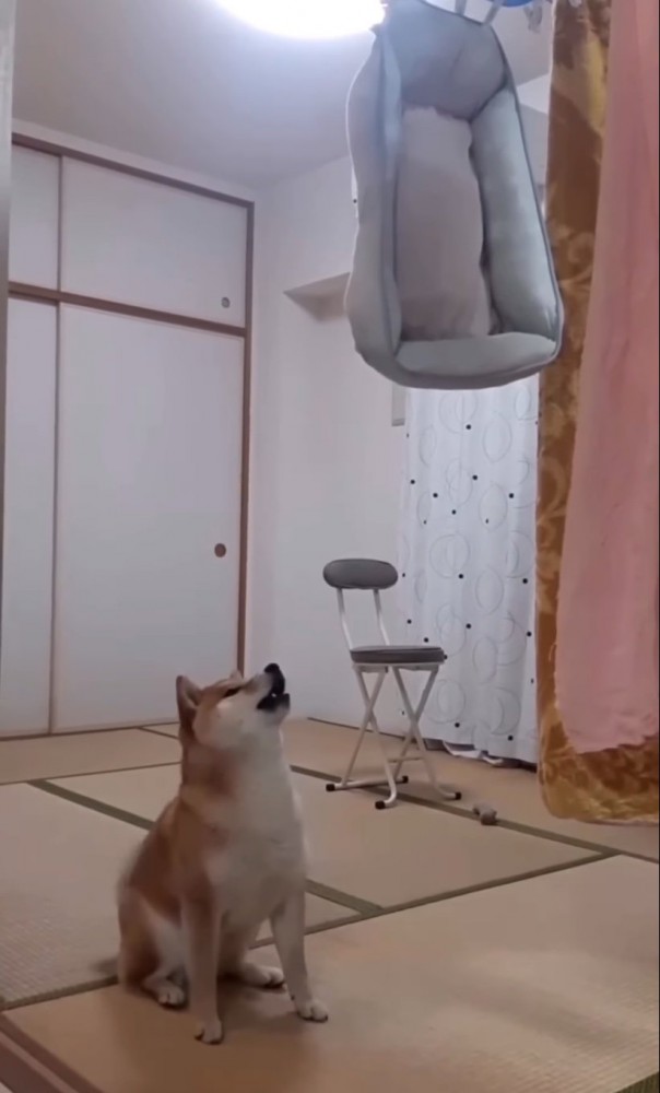 ベッドに文句を言う柴犬