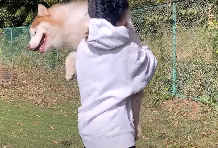 抱っこされるハスキー犬