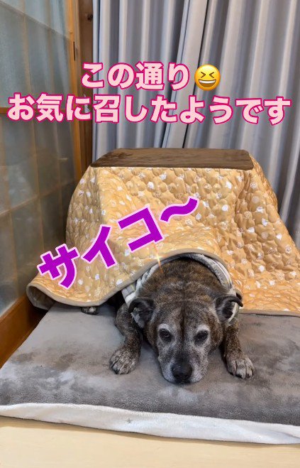 日本の幸せを覚えた!