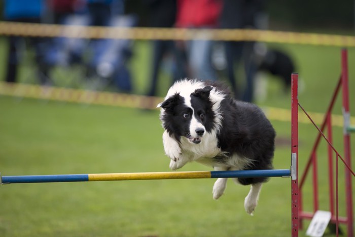 アジリティーをする犬