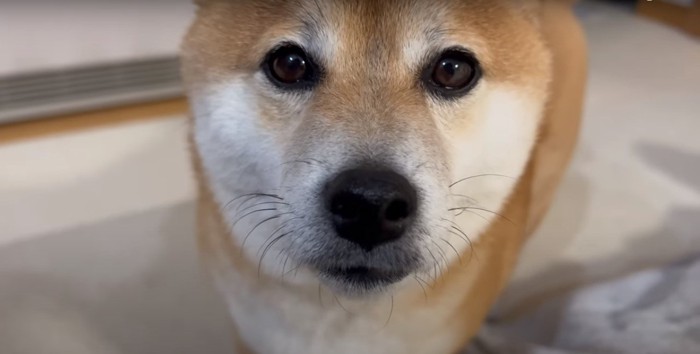 見つめてくる柴犬