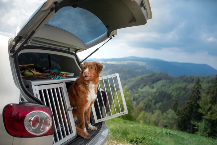 車内のケージから顔を出す犬