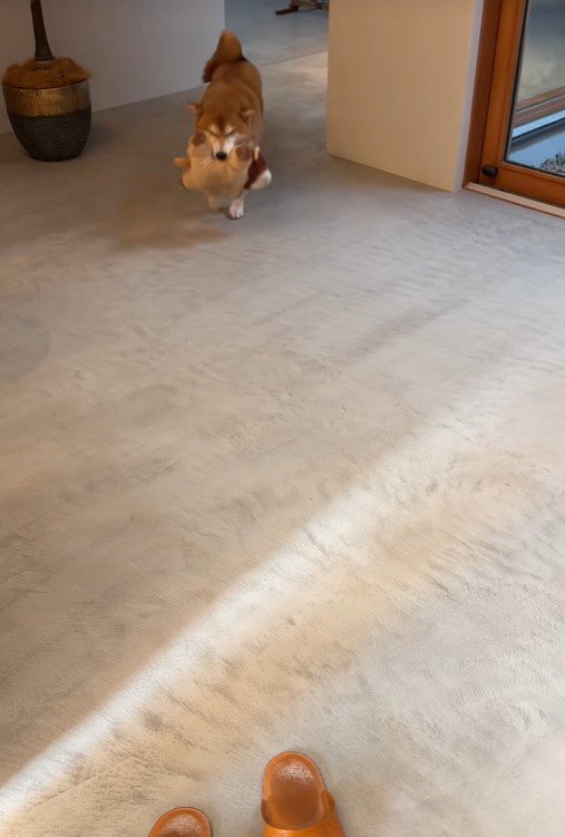 おもちゃをくわえて登場♪