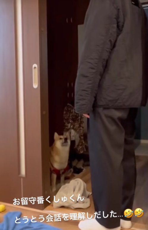 飼い主を見つめる柴犬