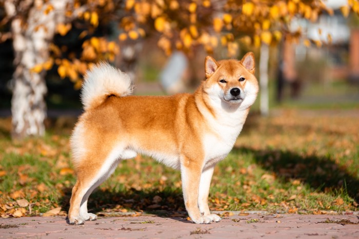 紅葉の下で横向きに立っている柴犬