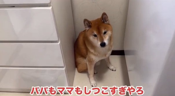 説得するパパとママ