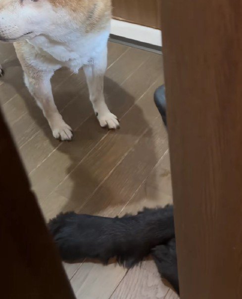 バンデちゃんがストッパーに！！