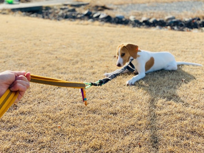 嫌がって踏ん張る犬