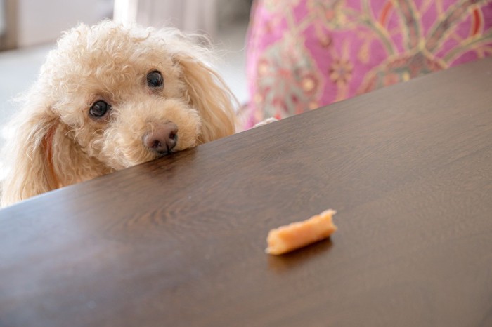 おやつが欲しい犬