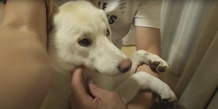 上目遣いで飼い主の顔を見る柴犬