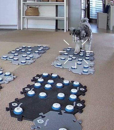 「トイレ」の会話ボタンを押す犬