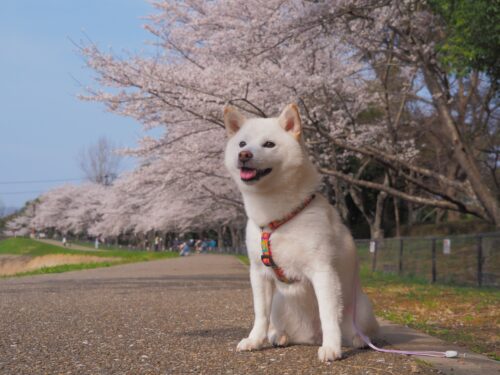 桜と散歩をしている柴犬