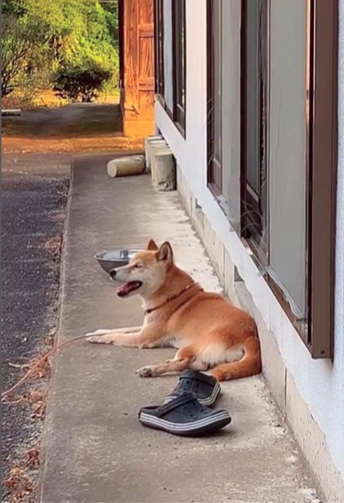 音楽に合わせて歌うコロちゃん⑩
