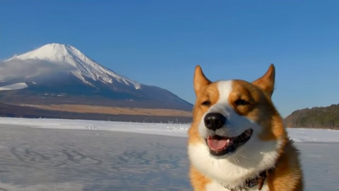 富士山とワンちゃん