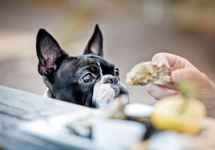 ご飯を分けてもらう犬