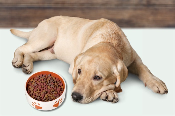 食欲がない犬