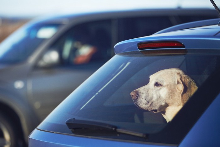車内から外を見る犬