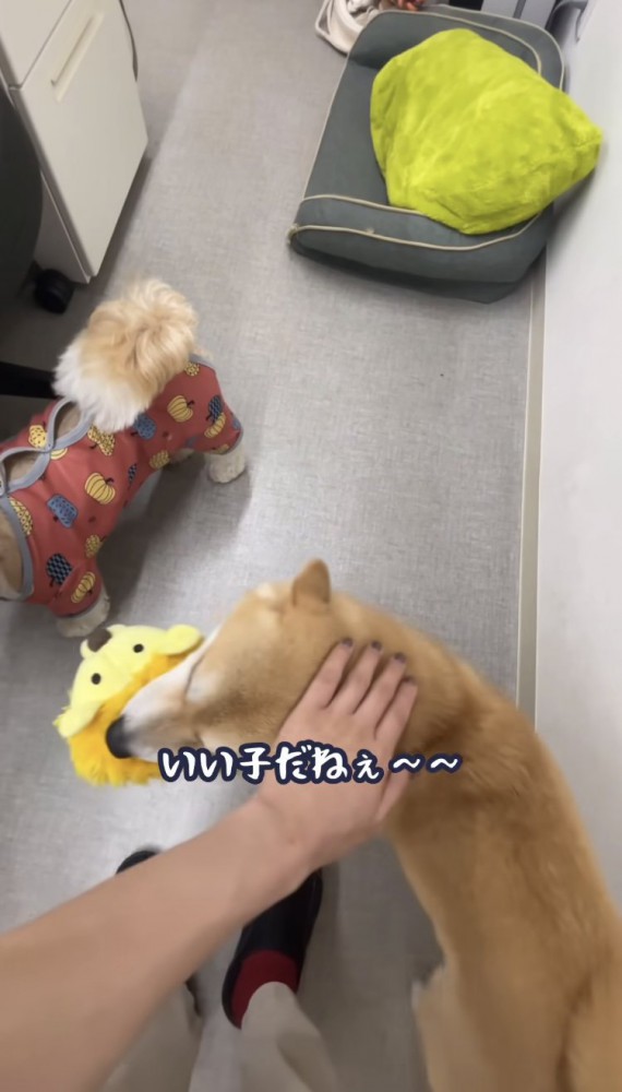 頭を撫でられる豆柴