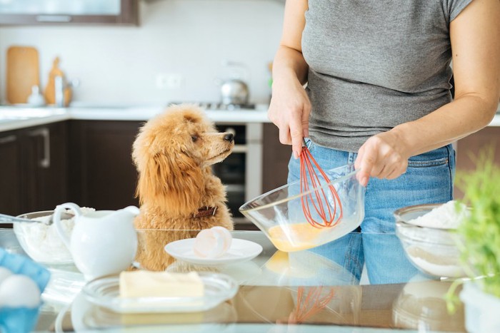 パンケーキを作る女性を見つめる犬