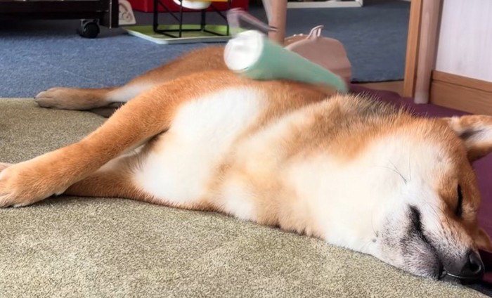 表情豊かな柴犬さんでした