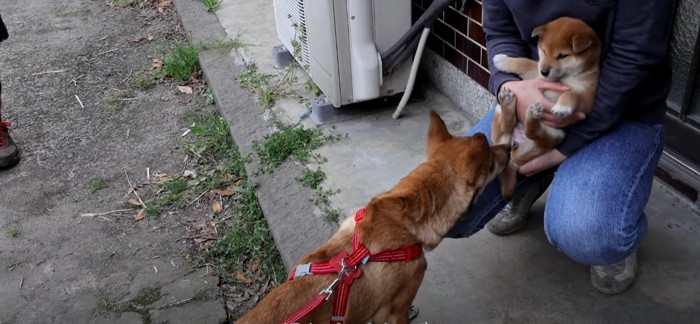 里親さん宅の先住犬