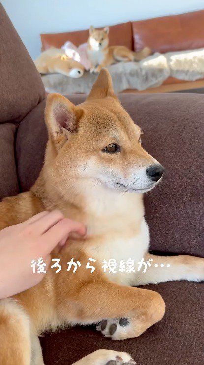 飼い主体を撫でられるメスの柴犬と、メスの柴犬たちを遠くから見つめるオスの柴犬