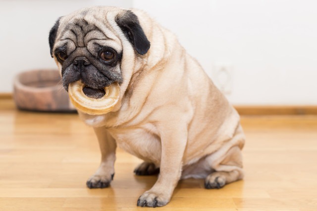 おやつを加えている犬