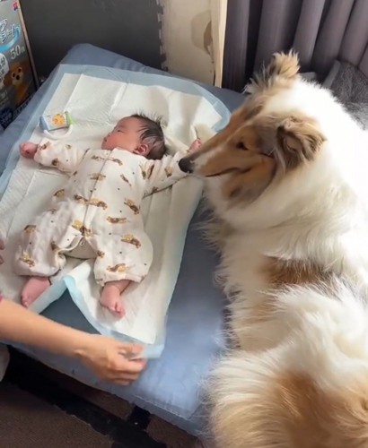ベッドで横になる赤ちゃんに寄り添う犬