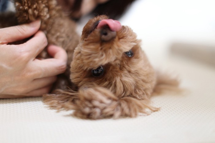 マッサージされる犬