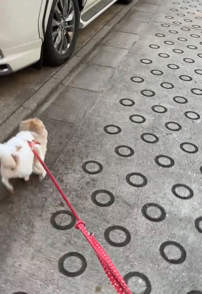 猛ダッシュする犬3