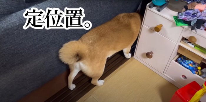 ソファと収納棚の間に頭だけを突っ込む柴犬