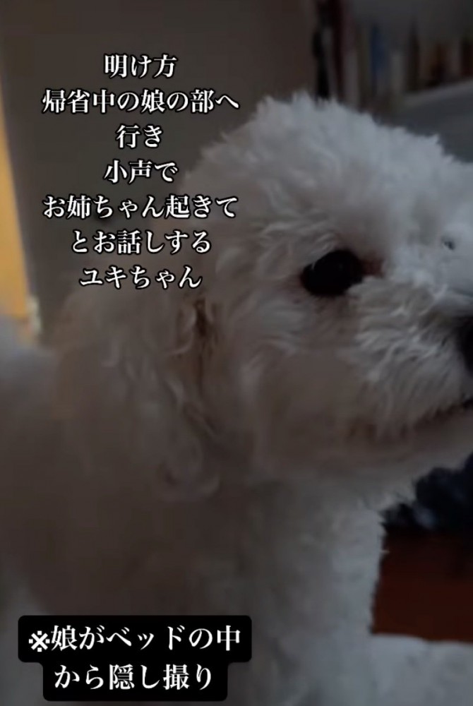 近くで鳴く犬