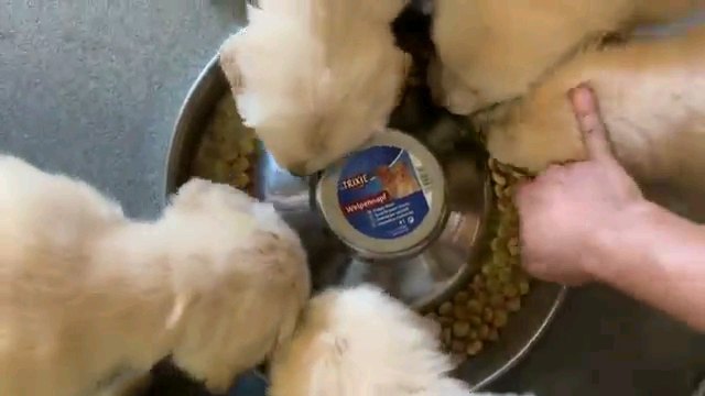 食べる子犬達