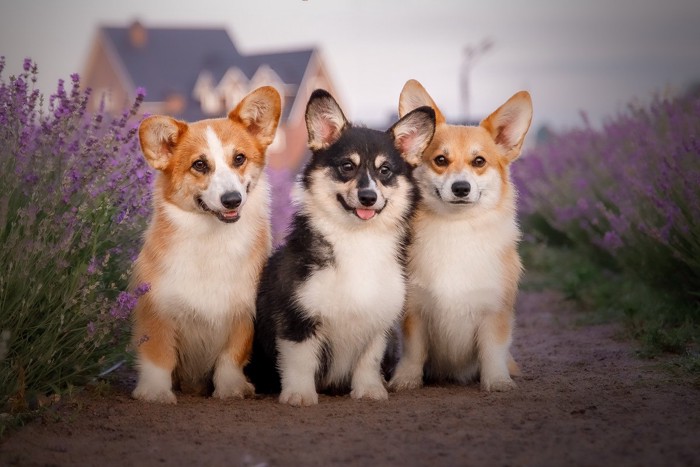 ラベンダー畑の子犬たち